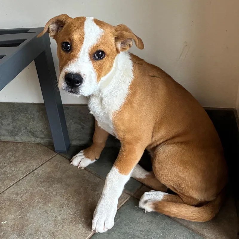 A baby medium-sized female Yellow / Tan / Blond / Fawn Mixed Breed dog named Layla for adoption in Chattanooga, TN