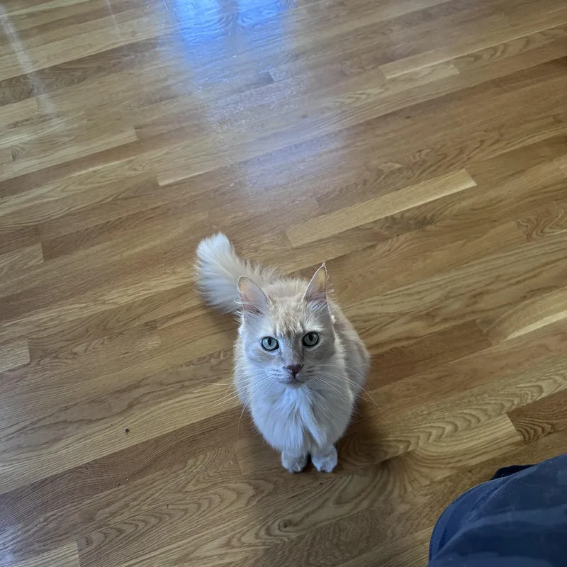 An adult medium-sized male Domestic Medium Hair cat named Buddy for adoption in Melrose, MA
