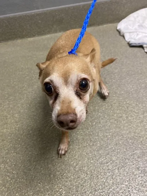 A senior small-sized male Chihuahua dog named Duke for adoption in Las Vegas, NV