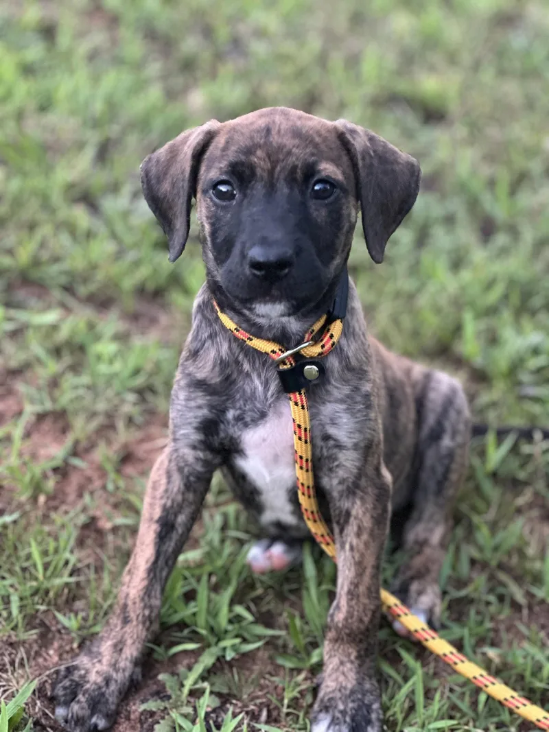 A young medium-sized female Terrier dog named Alias for adoption in Greenville, SC