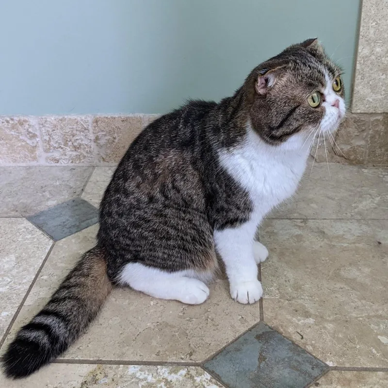 A senior medium-sized female Gray / Blue / Silver Scottish Fold cat named Olivia for adoption in Huntsville, AL