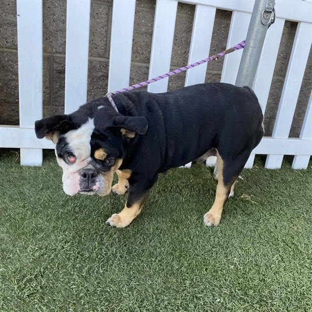 An adult medium-sized female English Bulldog dog named A for adoption in Modesto, CA