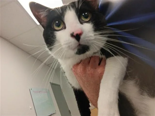 A young medium-sized male Domestic Short Hair cat named Cash for adoption in Corpus Christi, TX