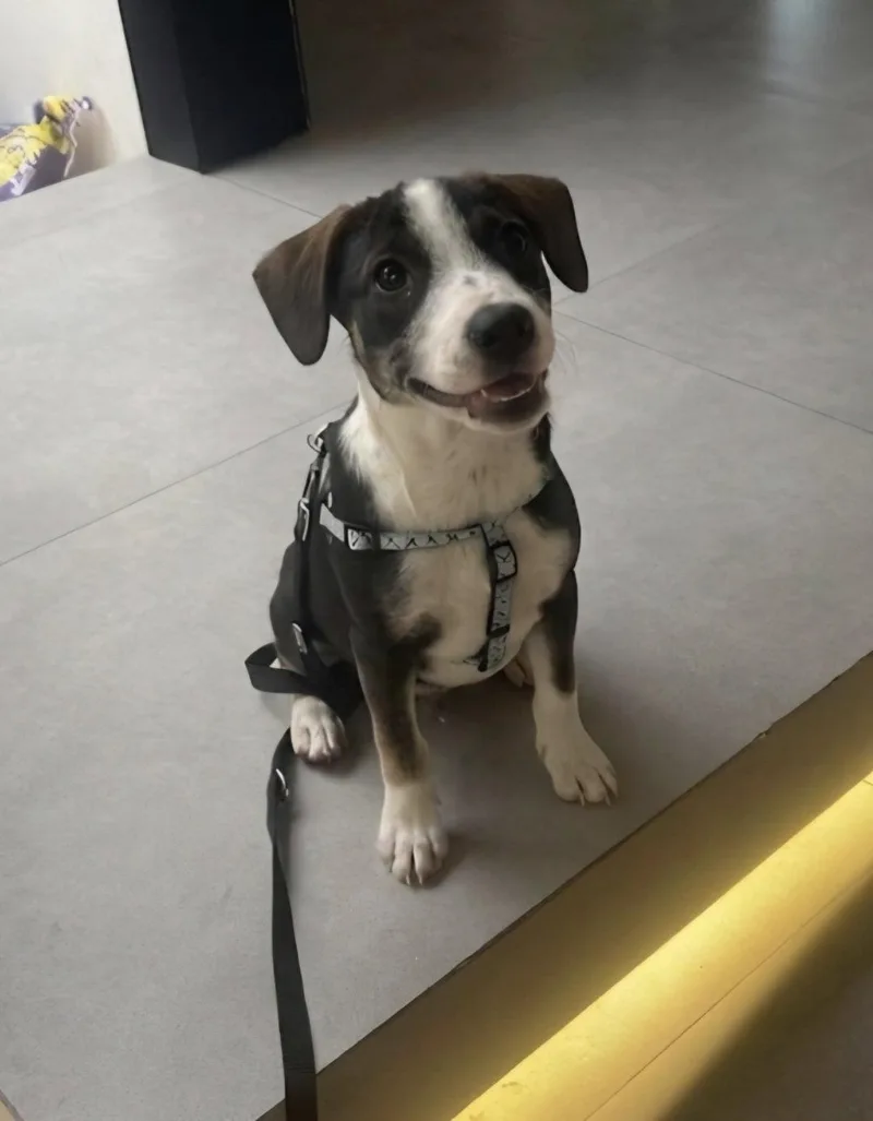 A young small-sized male Beagle dog named Patch for adoption in Escondido, CA