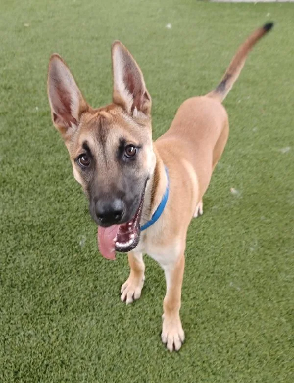 A young extra large-sized male Shepherd dog named Jorah for adoption in San Diego, CA