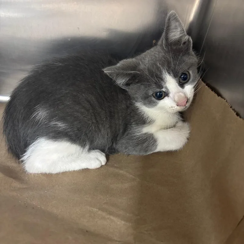 A baby small-sized male Gray / Blue / Silver Domestic Short Hair cat named Pickle for adoption in Parrish, AL
