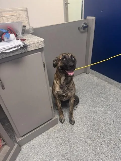 A young large-sized female Labrador Retriever dog named Sol for adoption in Pasadena, TX