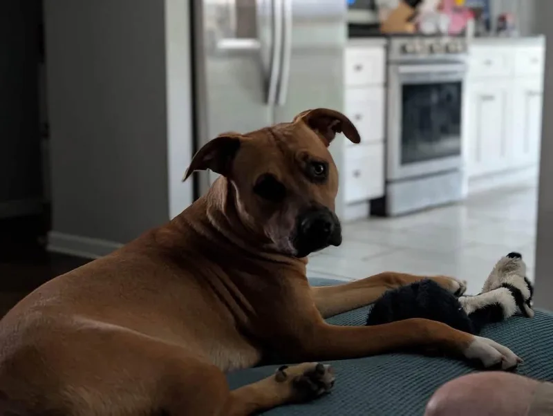 An adult medium-sized male Black Mouth Cur dog named Jolly for adoption in Livonia, MI