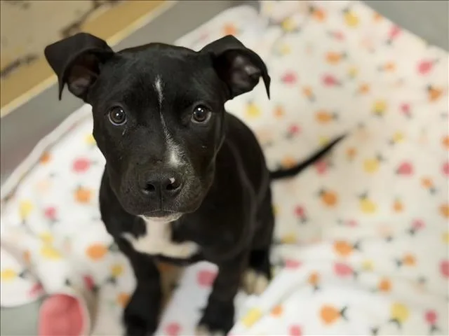 A baby small-sized male Pit Bull Terrier dog named Derby for adoption in Tulsa, OK