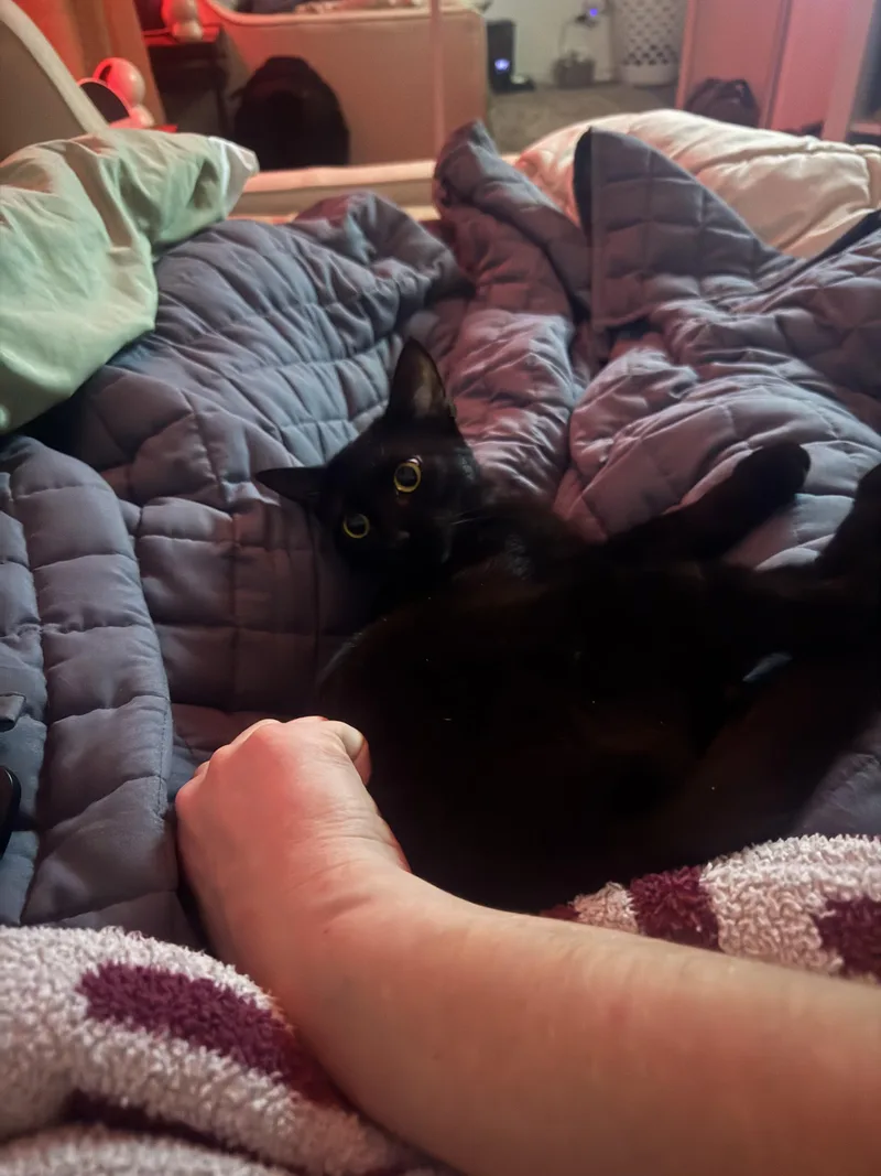 Mimosa thumbnail 4