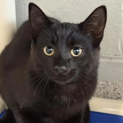 A young medium-sized male Black Domestic Short Hair cat named Ginkgo for adoption in Lansing, MI