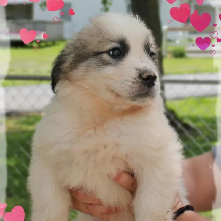 A baby extra large-sized male White / Cream Great Pyrenees dog named Bobby for adoption in Amelia, OH