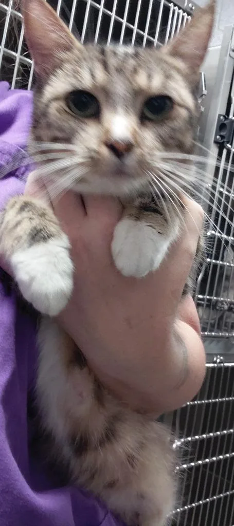 A young small-sized female Domestic Short Hair cat named Sky for adoption in Henderson, NC
