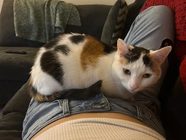 Mango The Calico thumbnail 3