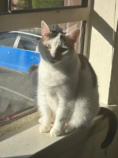 Mango The Calico thumbnail 4