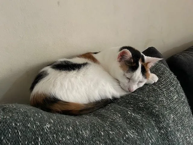 Mango The Calico thumbnail 5