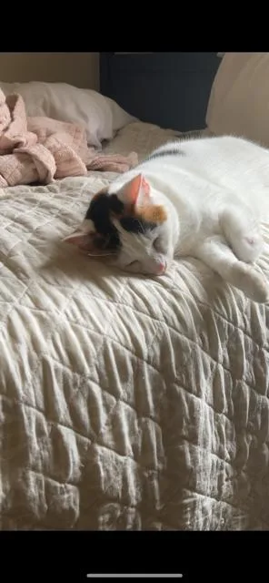 Mango The Calico thumbnail 6