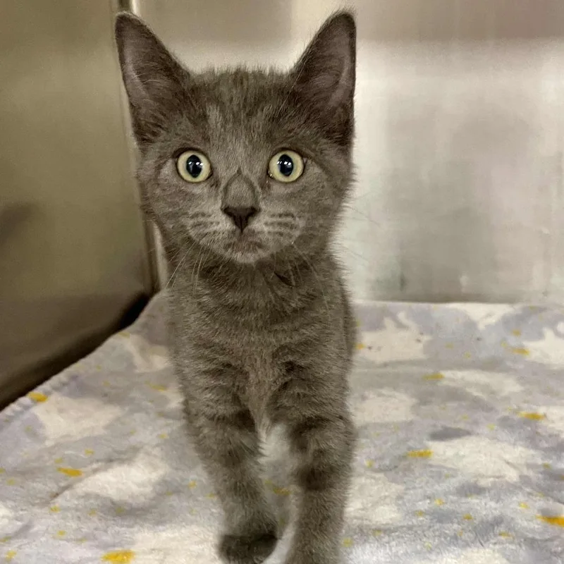 A baby small-sized female Gray / Blue / Silver Domestic Short Hair cat named Arizona for adoption in Beaumont, TX