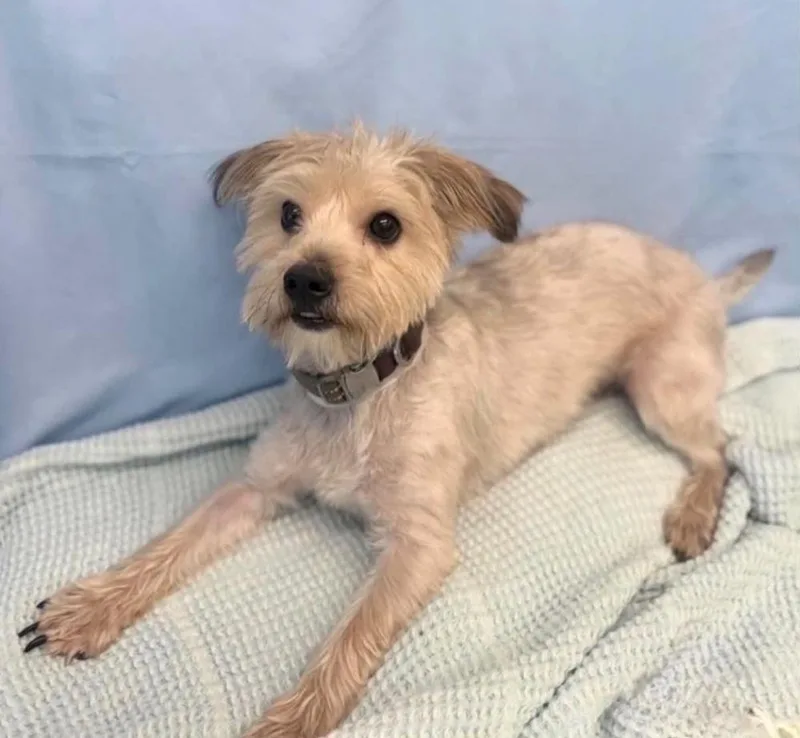 An adult small-sized male White / Cream Maltese dog named Nubbins for adoption in Sedalia, CO