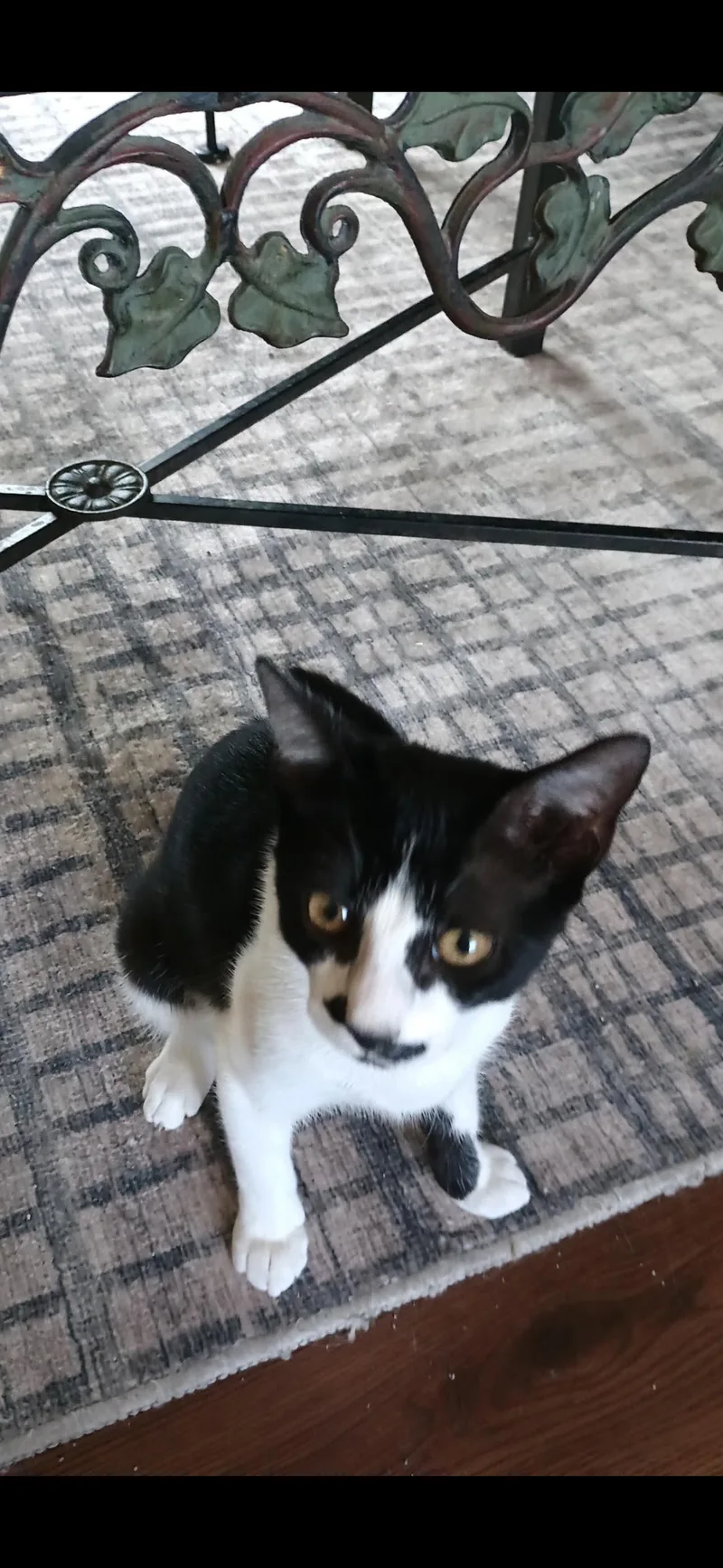A baby small-sized female Tuxedo cat named Steaal C Ingram for adoption in Saunderstown, RI