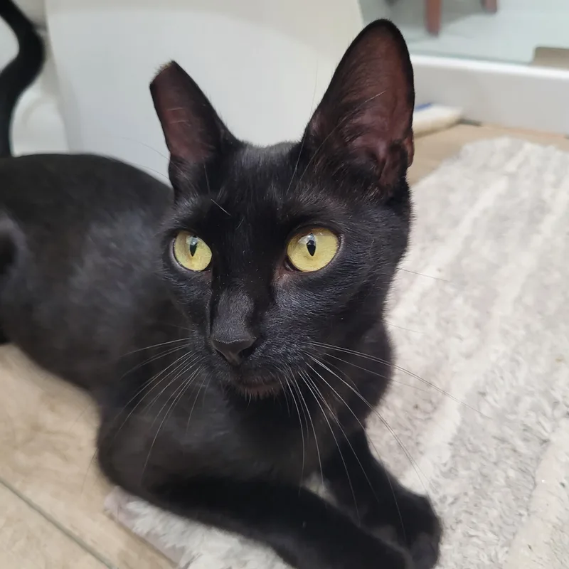A young medium-sized female Black Domestic Short Hair cat named Mama Celestial for adoption in Woodland Hills, CA