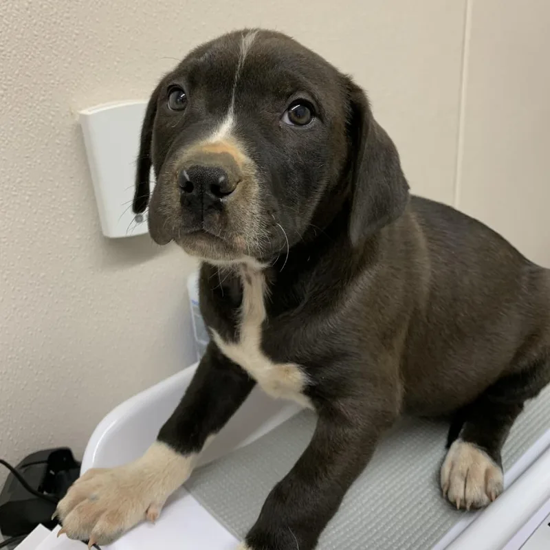 A baby small-sized male Black Pit Bull Terrier dog named Basil for adoption in Morganton, NC