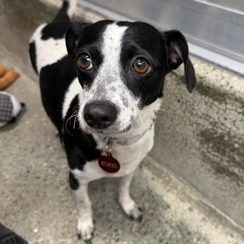 An adult small-sized female Chihuahua dog named Jamie for adoption in Los Angeles, CA