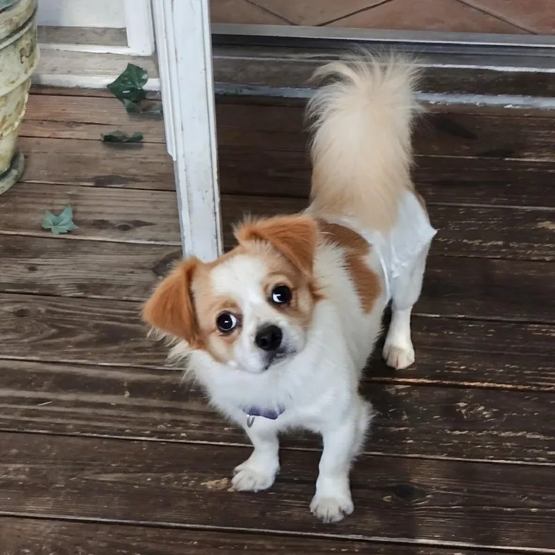 A young small-sized male Pekingese dog named Troy for adoption in Tampa, FL