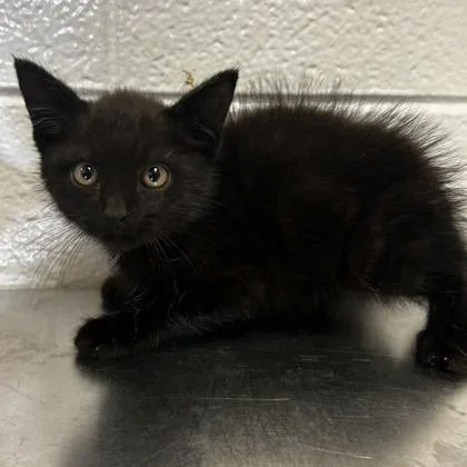 A baby small-sized male Black Domestic Short Hair cat named Treehugger for adoption in Spruce Pine, NC