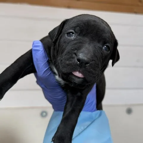 A baby medium-sized female Black Labrador Retriever dog named Corvette for adoption in Peyton, CO
