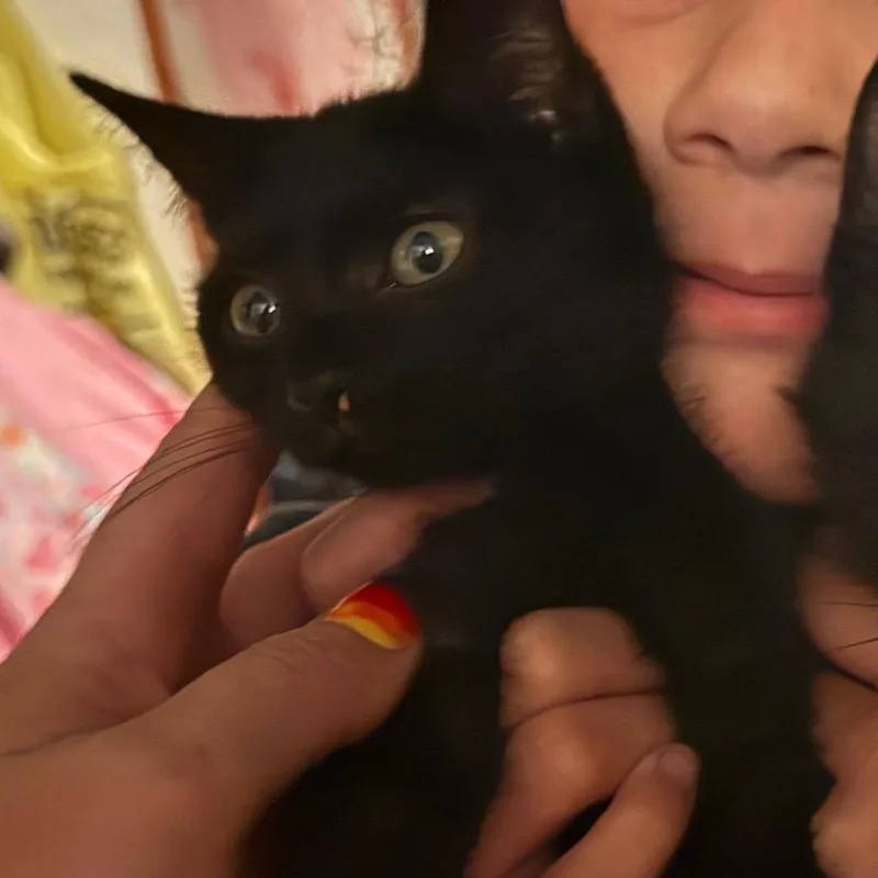 A baby small-sized male Black Domestic Short Hair cat named Spider for adoption in Ringtown, PA