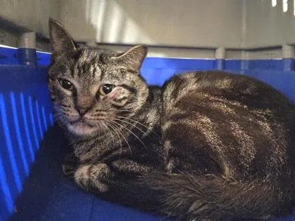 A young medium-sized male Domestic Short Hair cat named Gypsum for adoption in Westland, MI