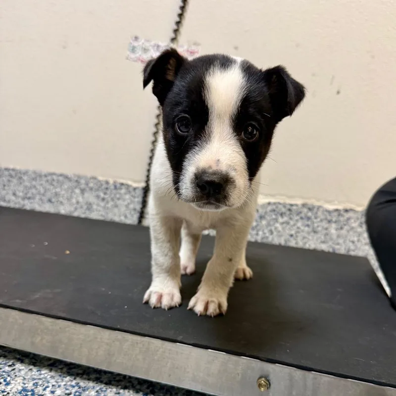 A baby small-sized male White / Cream Collie dog named Tater for adoption in Great Falls, MT
