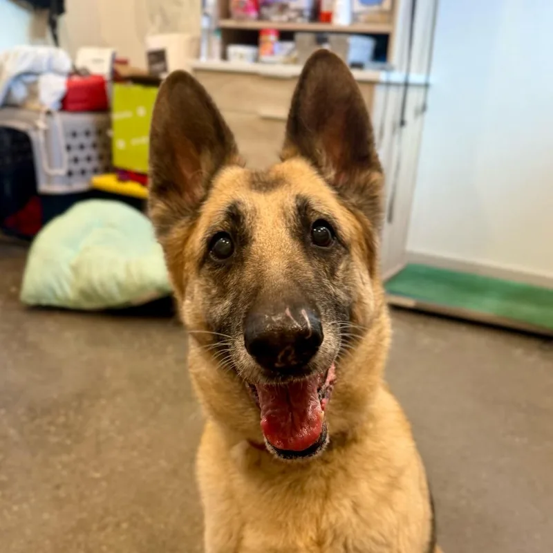 A senior large-sized male Brown / Chocolate German Shepherd Dog dog named Hazel for adoption in Louisville, KY