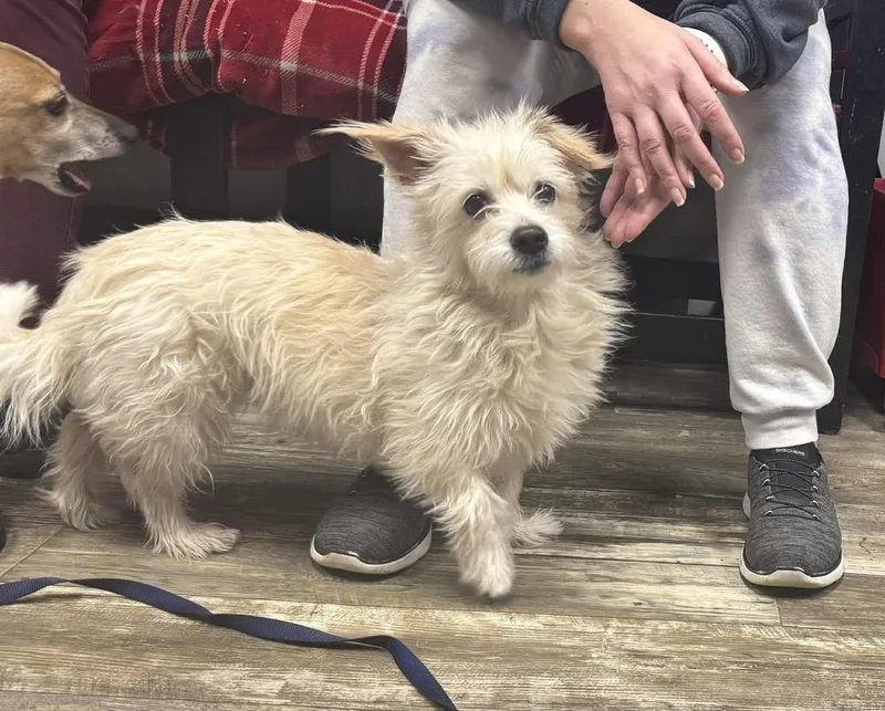 A senior small-sized female White / Cream Terrier dog named Sugar for adoption in Mishawaka, IN
