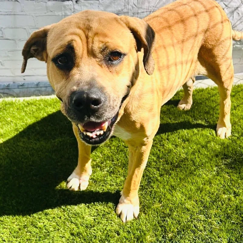 A senior medium-sized female Golden Mixed Breed dog named Lydia for adoption in Warren, OH