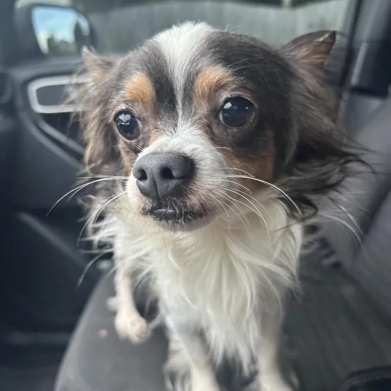 An adult small-sized male White / Cream Mixed Breed dog named Papi Jr. for adoption in Red House, WV