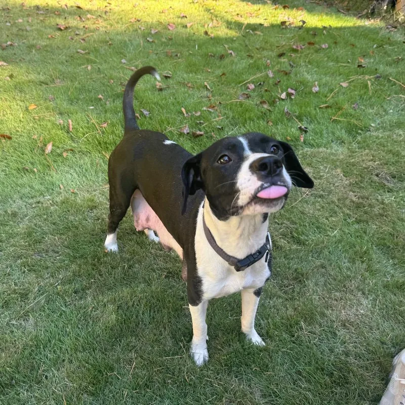 A young medium-sized female Black Mixed Breed dog named Moo Cow Mom for adoption in Columbus, GA