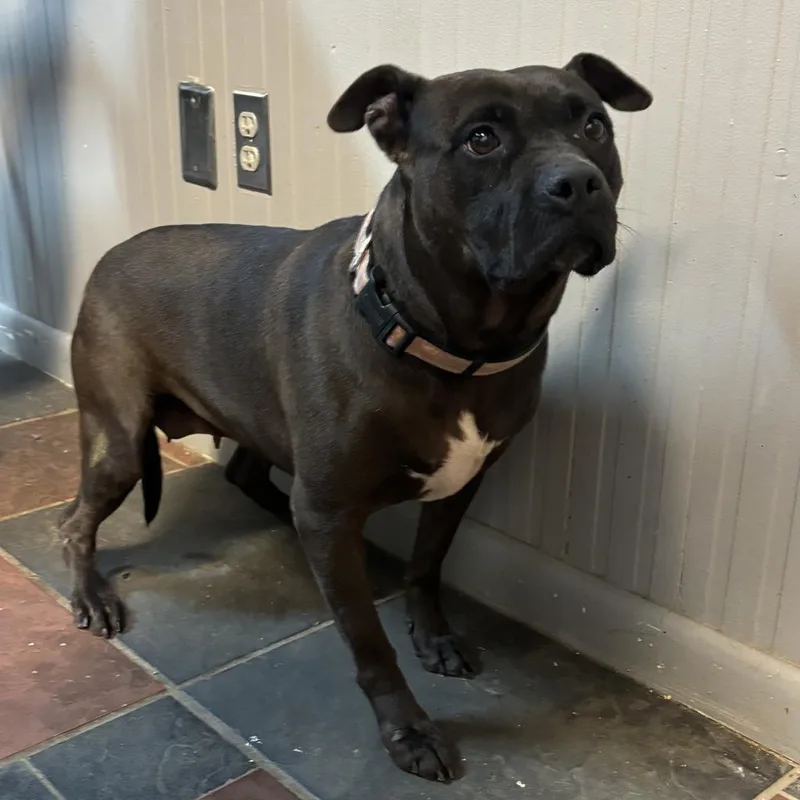 An adult medium-sized female Brown / Chocolate American Staffordshire Terrier dog named Ellie for adoption in Laurel, MS