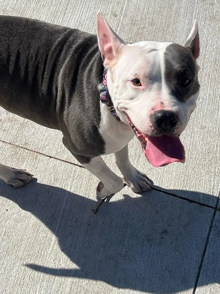 An adult large-sized female Terrier dog named Mama Gertie for adoption in Lakeland, FL