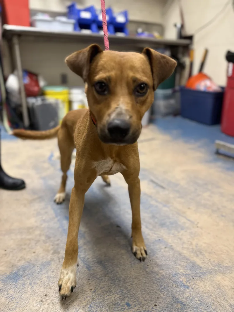 An adult medium-sized male Miniature Pinscher dog named Barkansas for adoption in Inverness, FL
