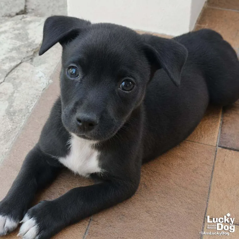 A baby medium-sized male Labrador Retriever dog named Nolan for adoption in Washington, DC