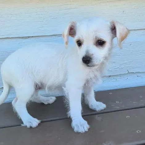 A baby small-sized female White / Cream Terrier dog named Gingersnap for adoption in Prescott, AZ