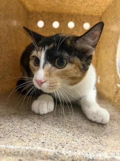 A young small-sized female Domestic Short Hair cat named A for adoption in Thousand Palms, CA