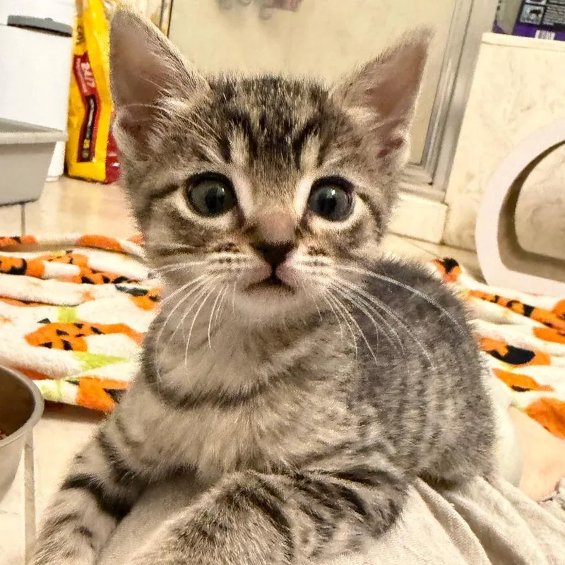 A baby small-sized female Brown / Chocolate Domestic Short Hair cat named Insurance Underwriter for adoption in Austin, TX