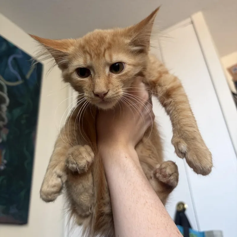Fuzzy