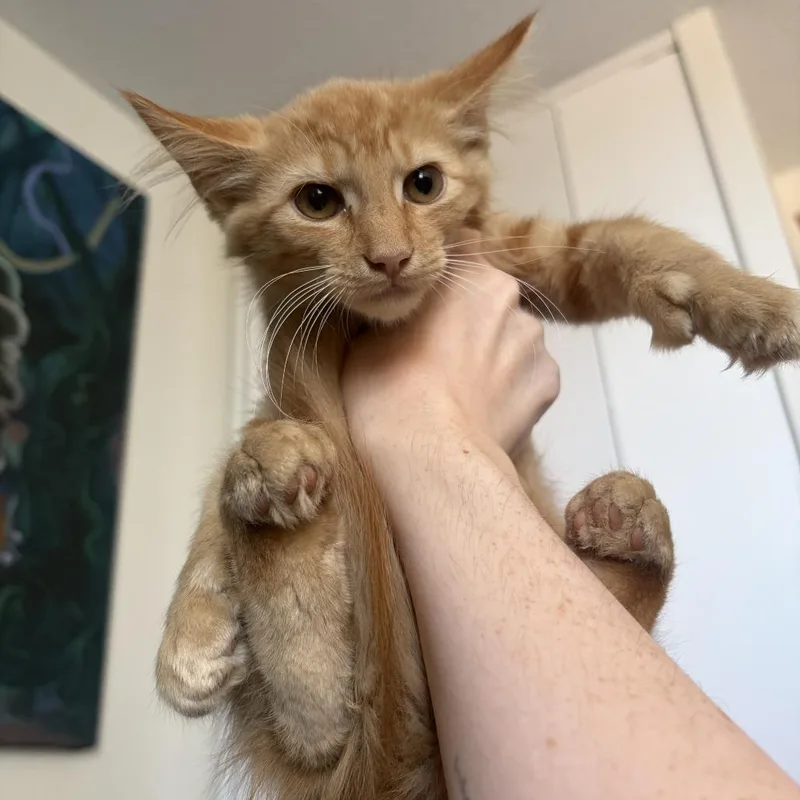 Fuzzy thumbnail 3