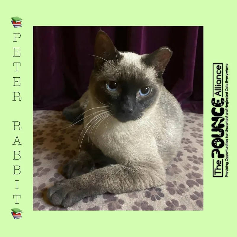 A young small-sized male Domestic Short Hair cat named Peter Rabbit for adoption in Liberty Lake, WA