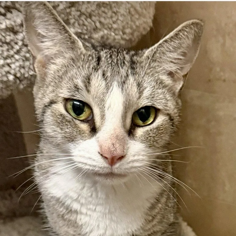 A young medium-sized female Tabby cat named Lima Bean for adoption in Flushing, NY