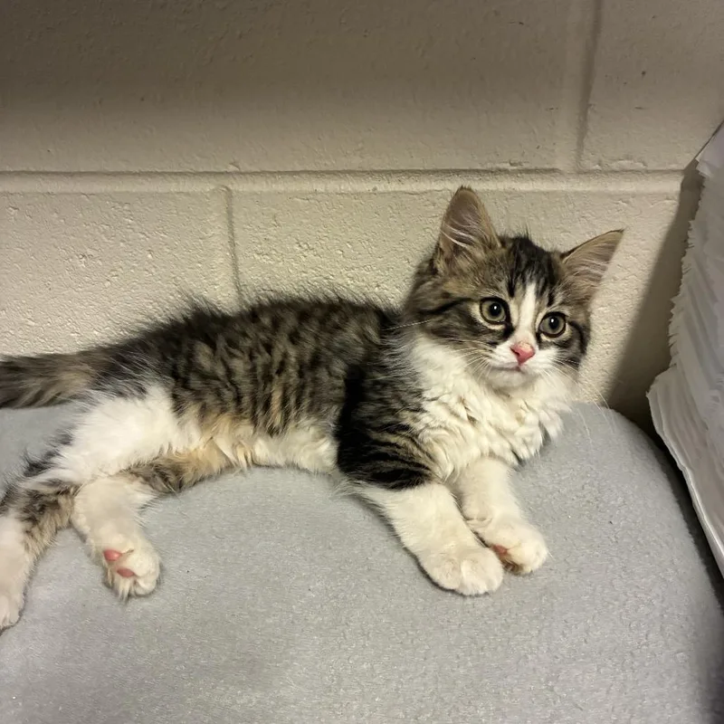 A baby small-sized female White Domestic Medium Hair cat named Selena for adoption in Windsor, VA